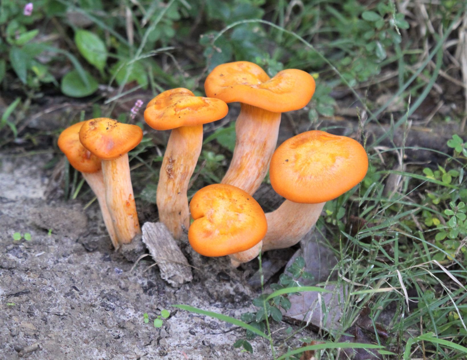 mushroms.JPG